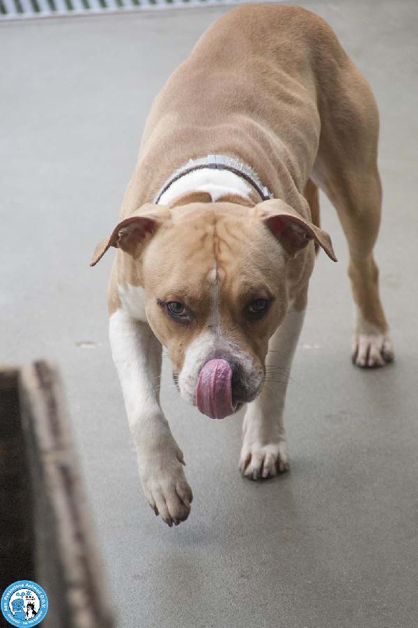 Tuono: un gentilcane in abito da bullo Foto 4